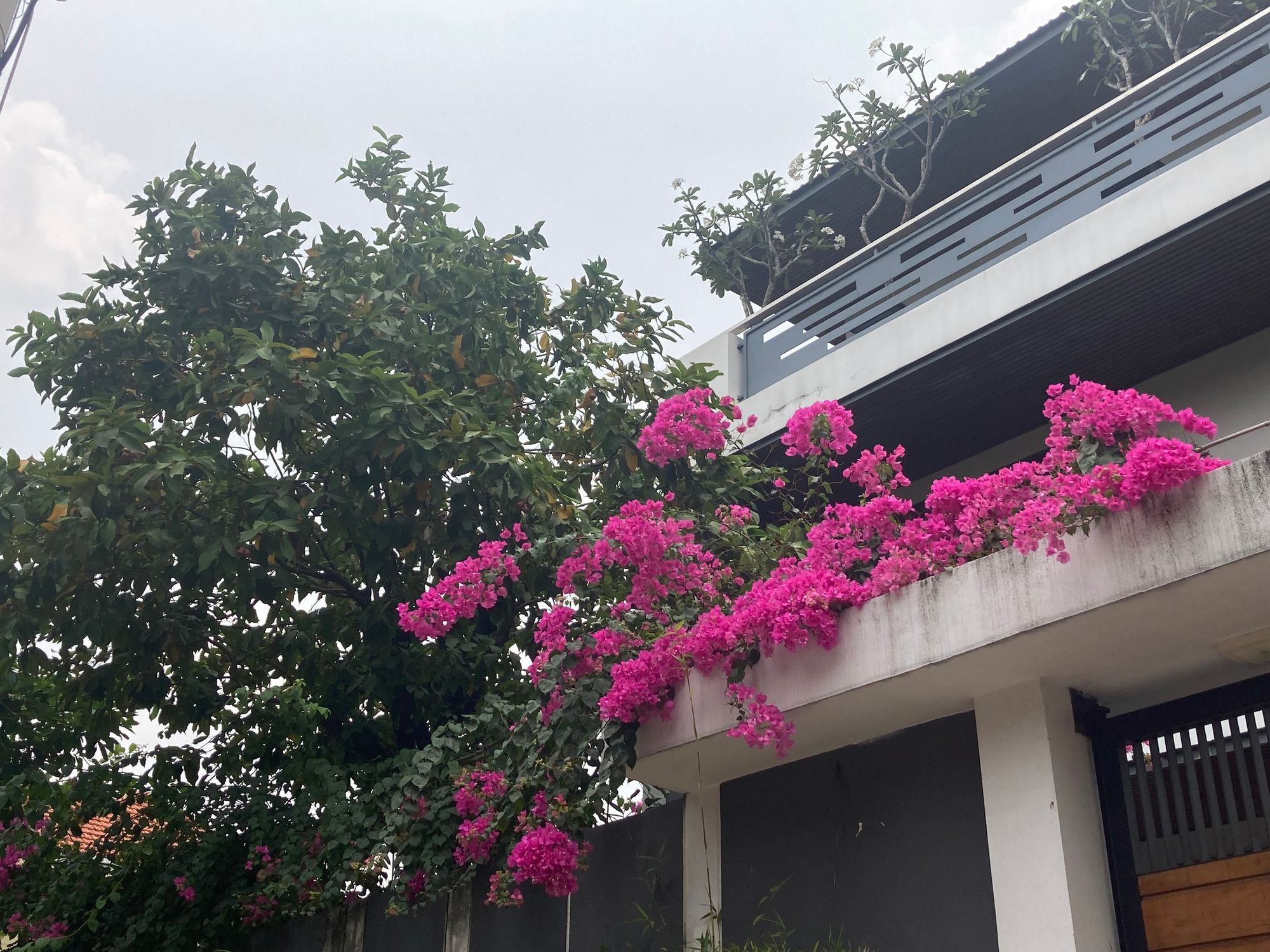 Mùa của những giàn hoa đẹp