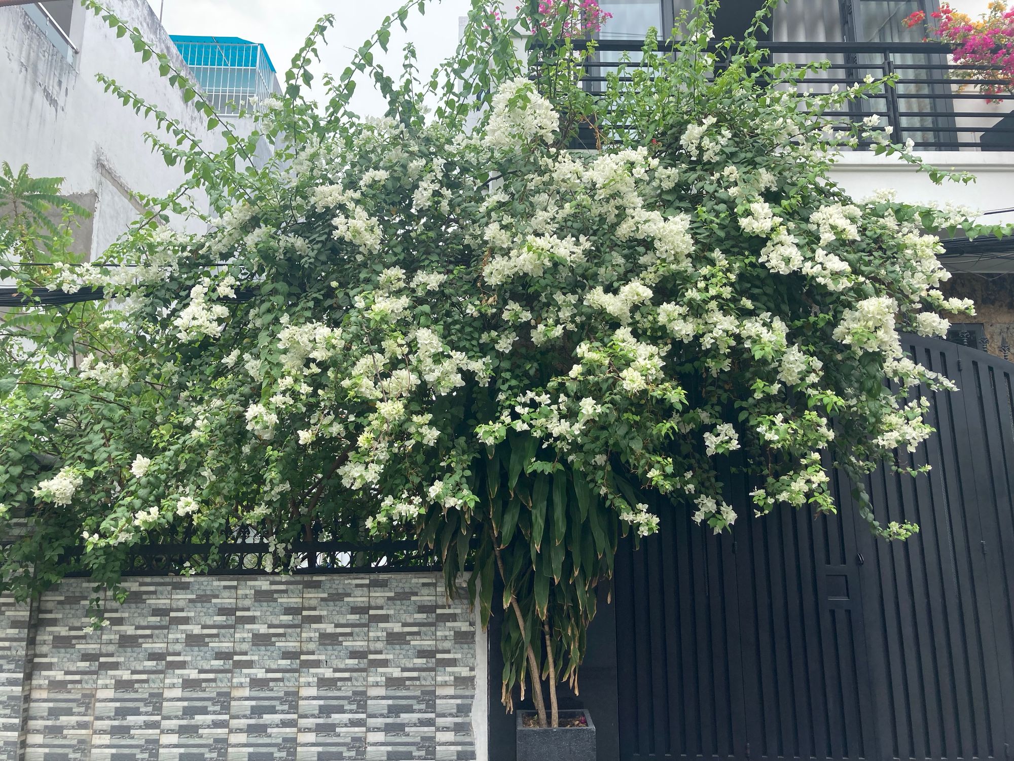 Mùa của những giàn hoa đẹp