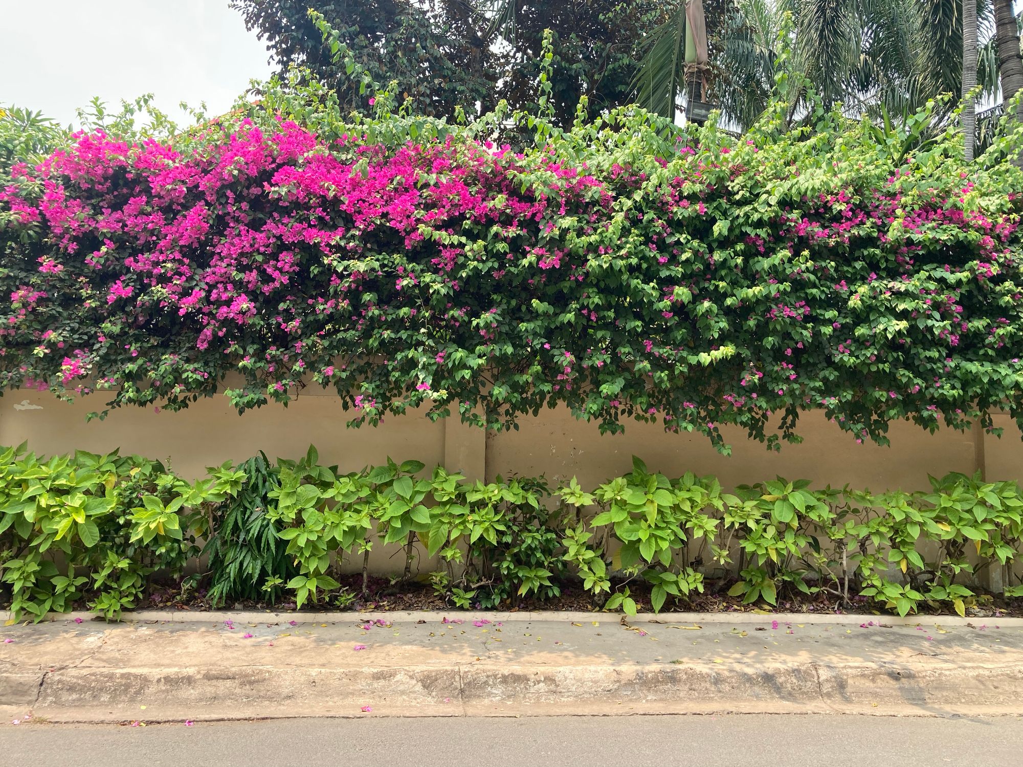 Mùa của những giàn hoa đẹp