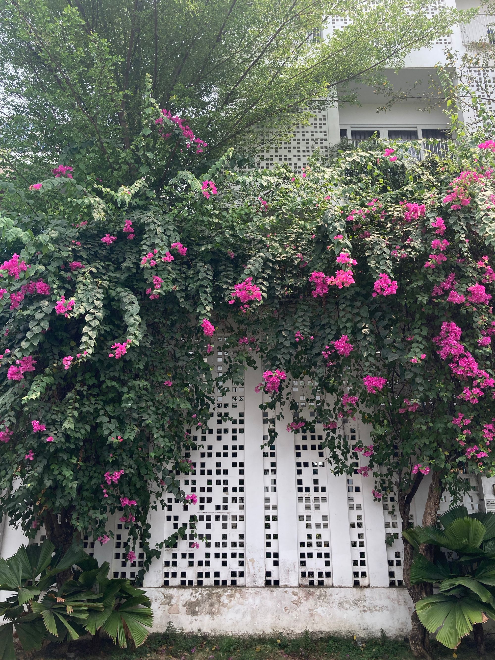 Mùa của những giàn hoa đẹp