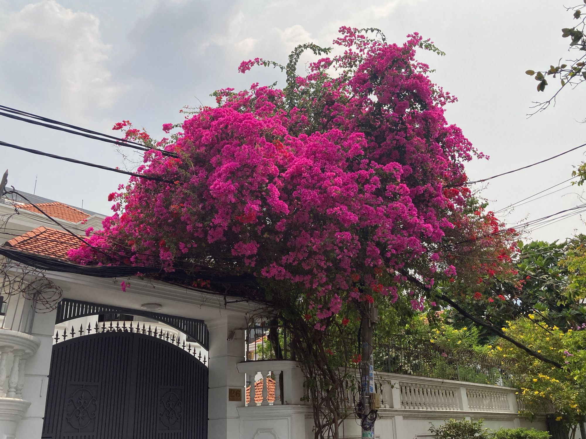 Mùa của những giàn hoa đẹp