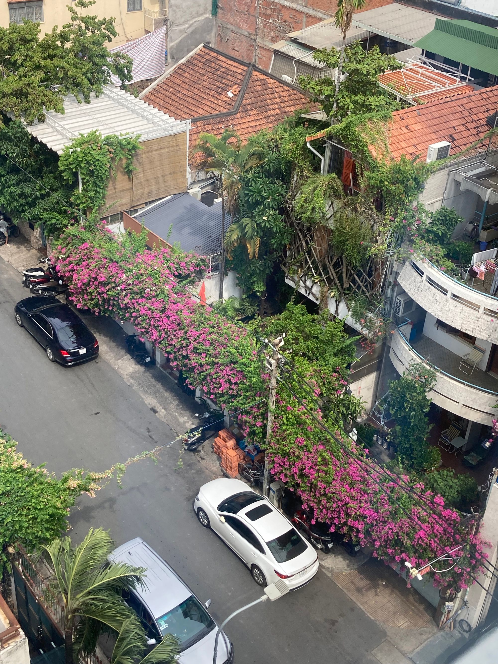 Mùa của những giàn hoa đẹp
