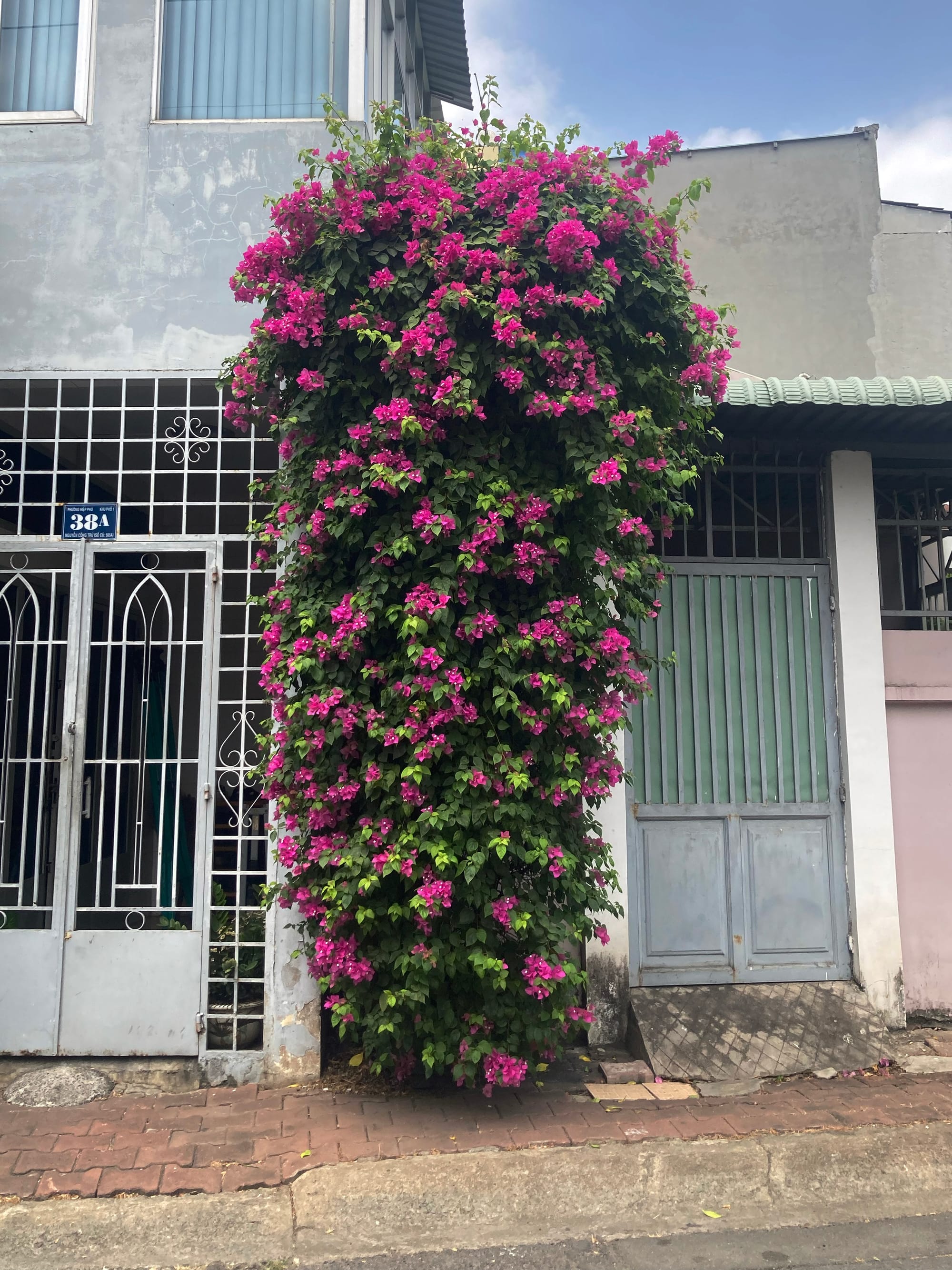 Mùa của những giàn hoa đẹp