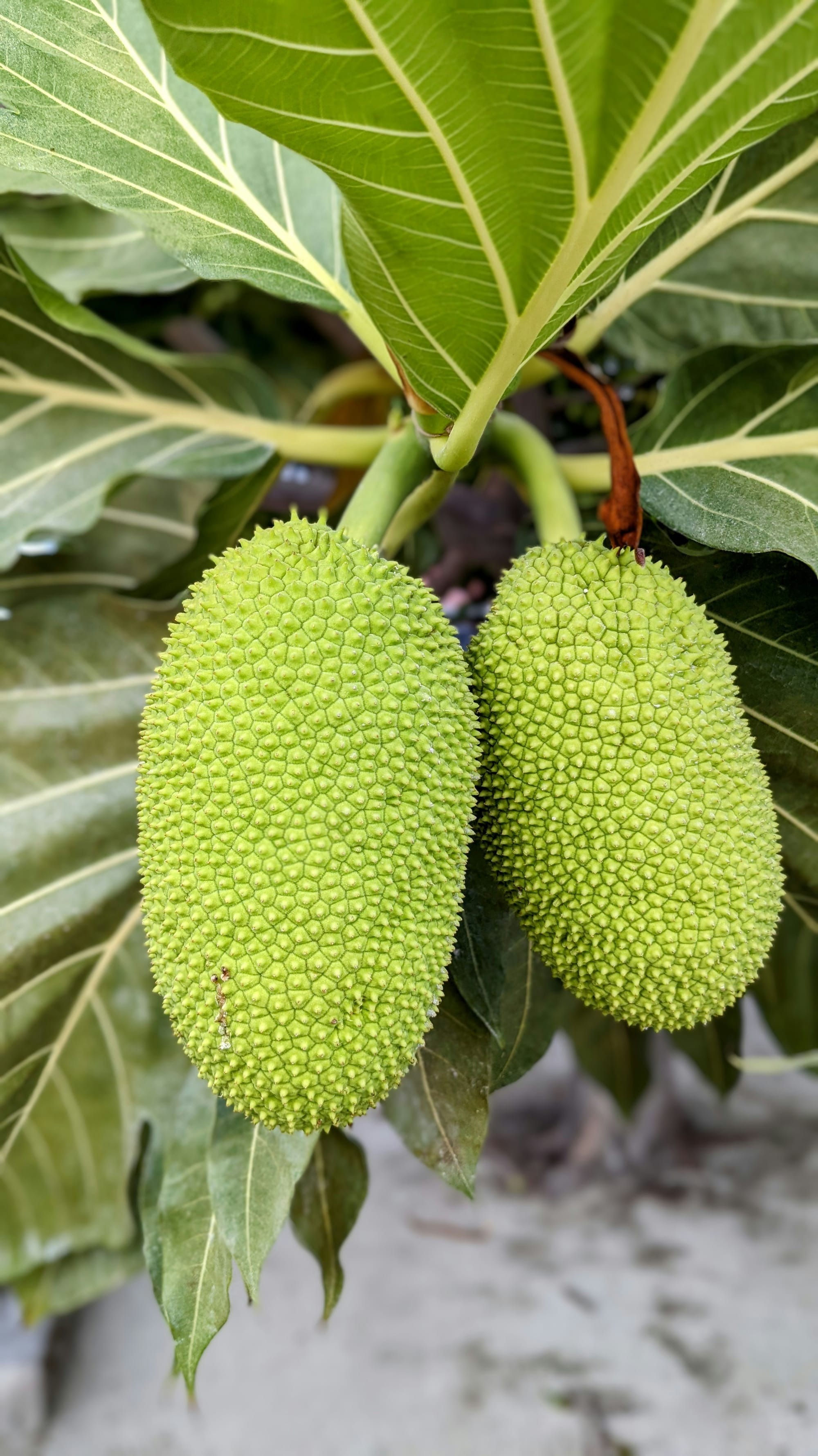 Những nhầm lẫn buồn cười về Nhật Bản