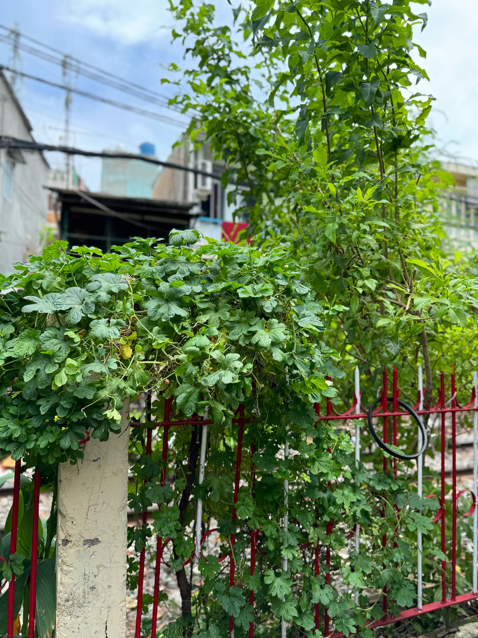 Khám phá con hẻm dài nhất Sài Gòn