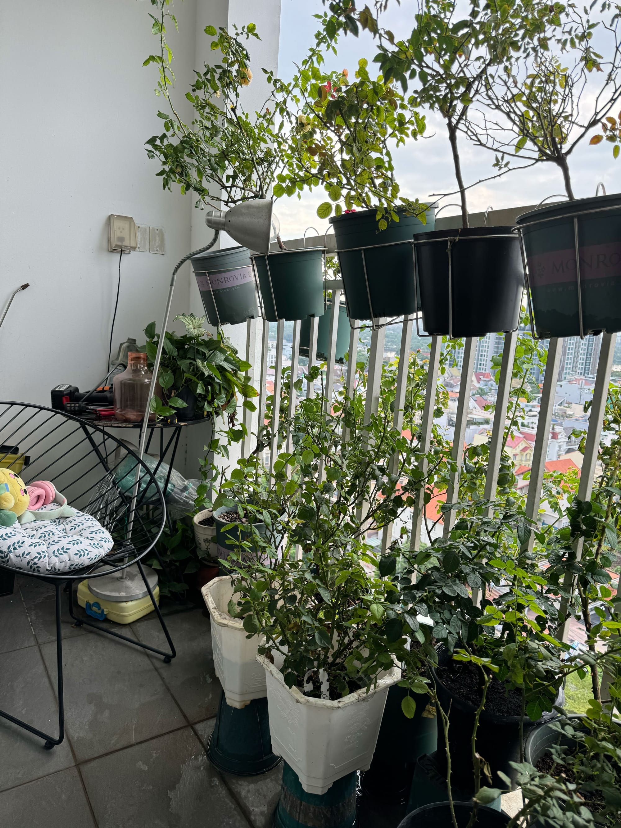 Có vườn trên chung cư