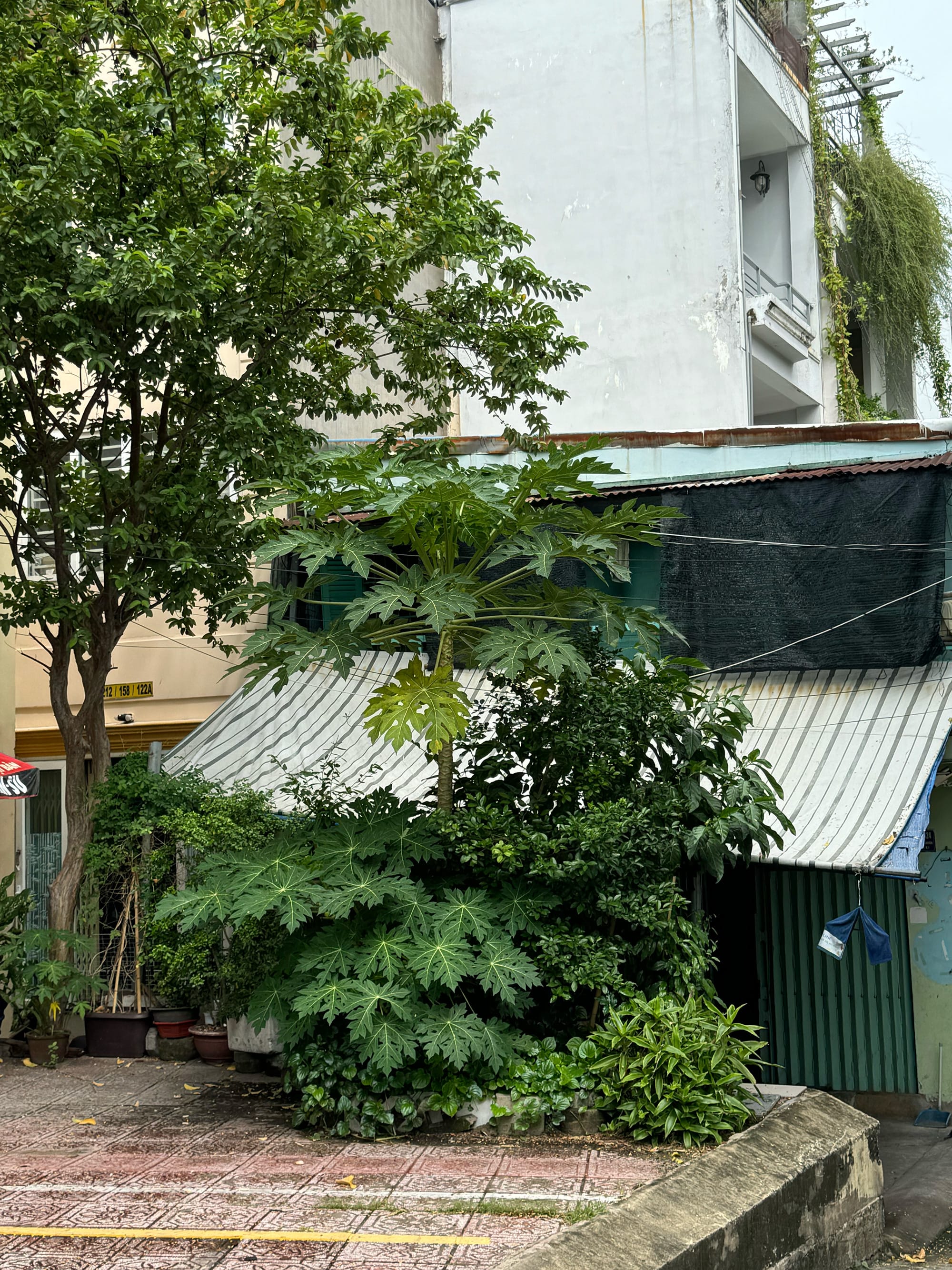 Cuối tuần trên con đường xanh