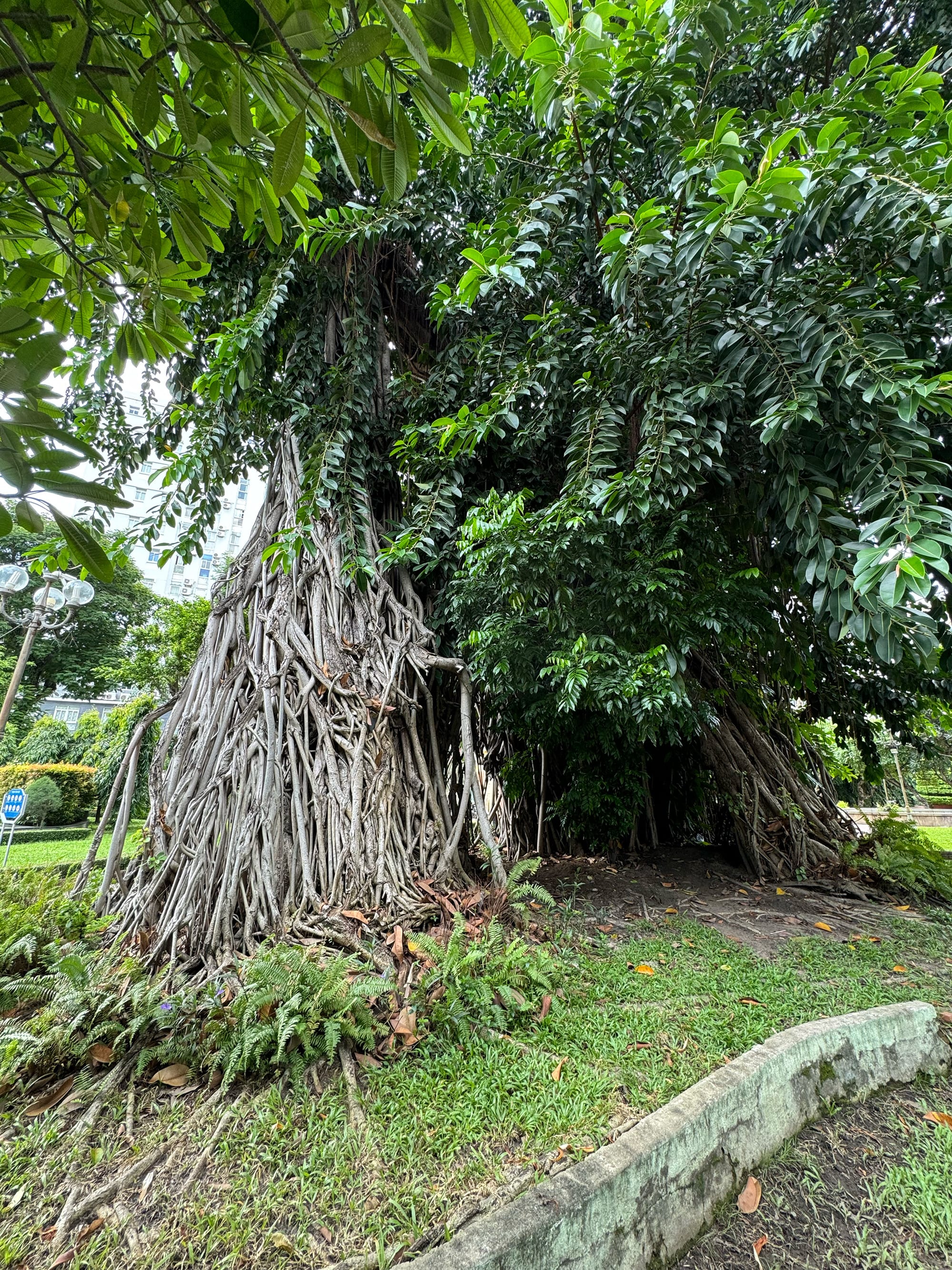 Công viên cổ trung tâm và ông cụ cây già nhất Sài Gòn