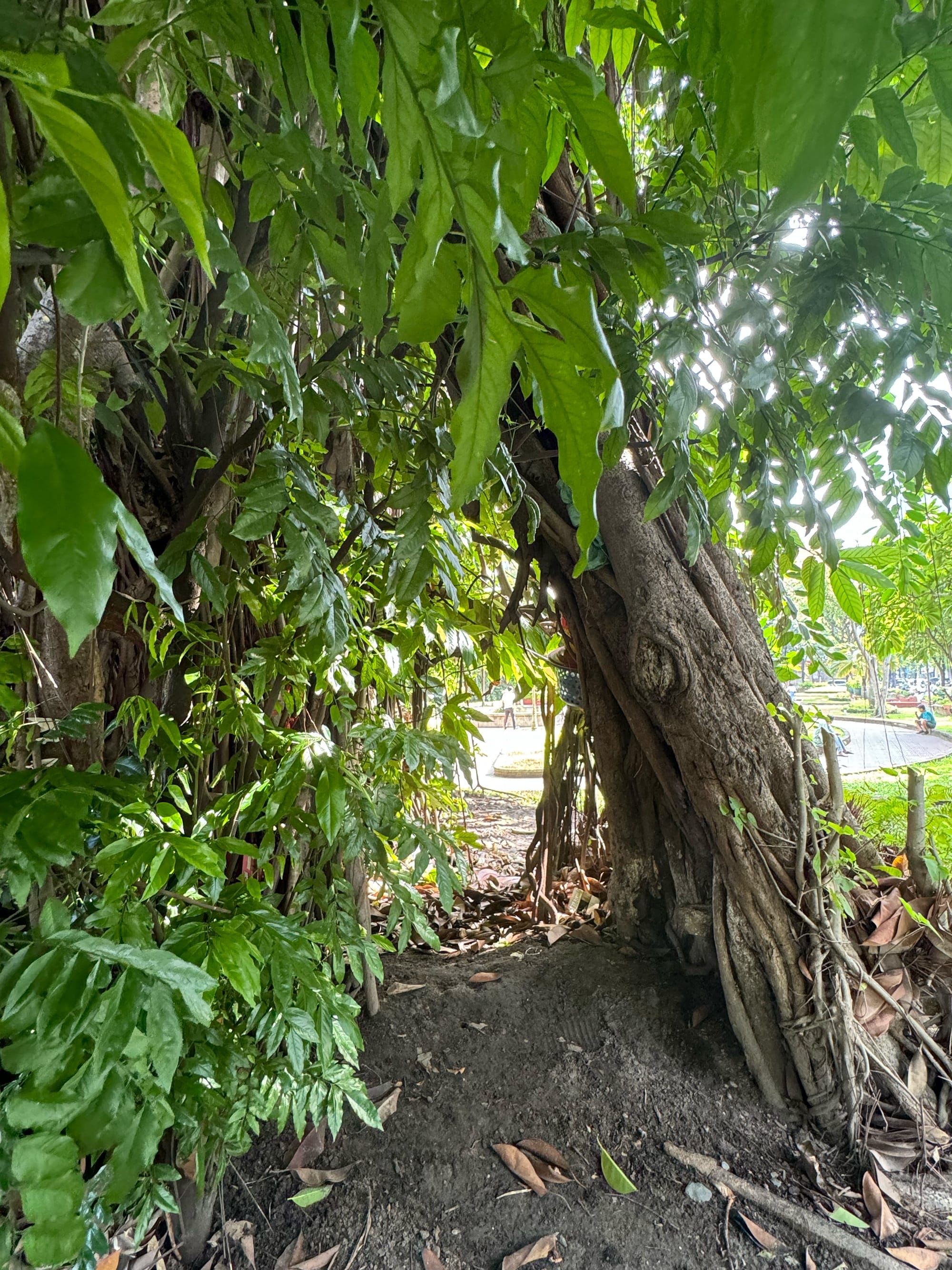 Công viên cổ trung tâm và ông cụ cây già nhất Sài Gòn