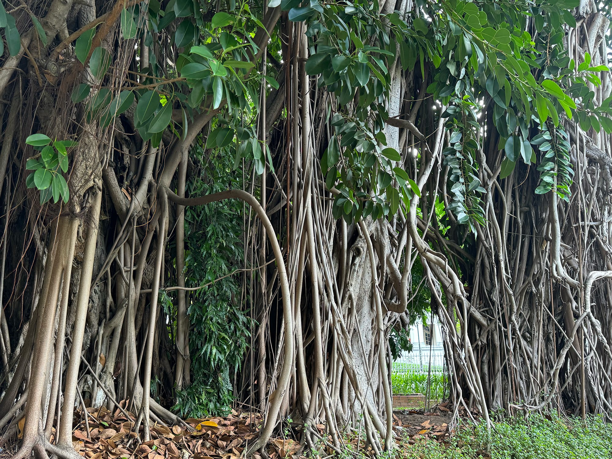 Công viên cổ trung tâm và ông cụ cây già nhất Sài Gòn