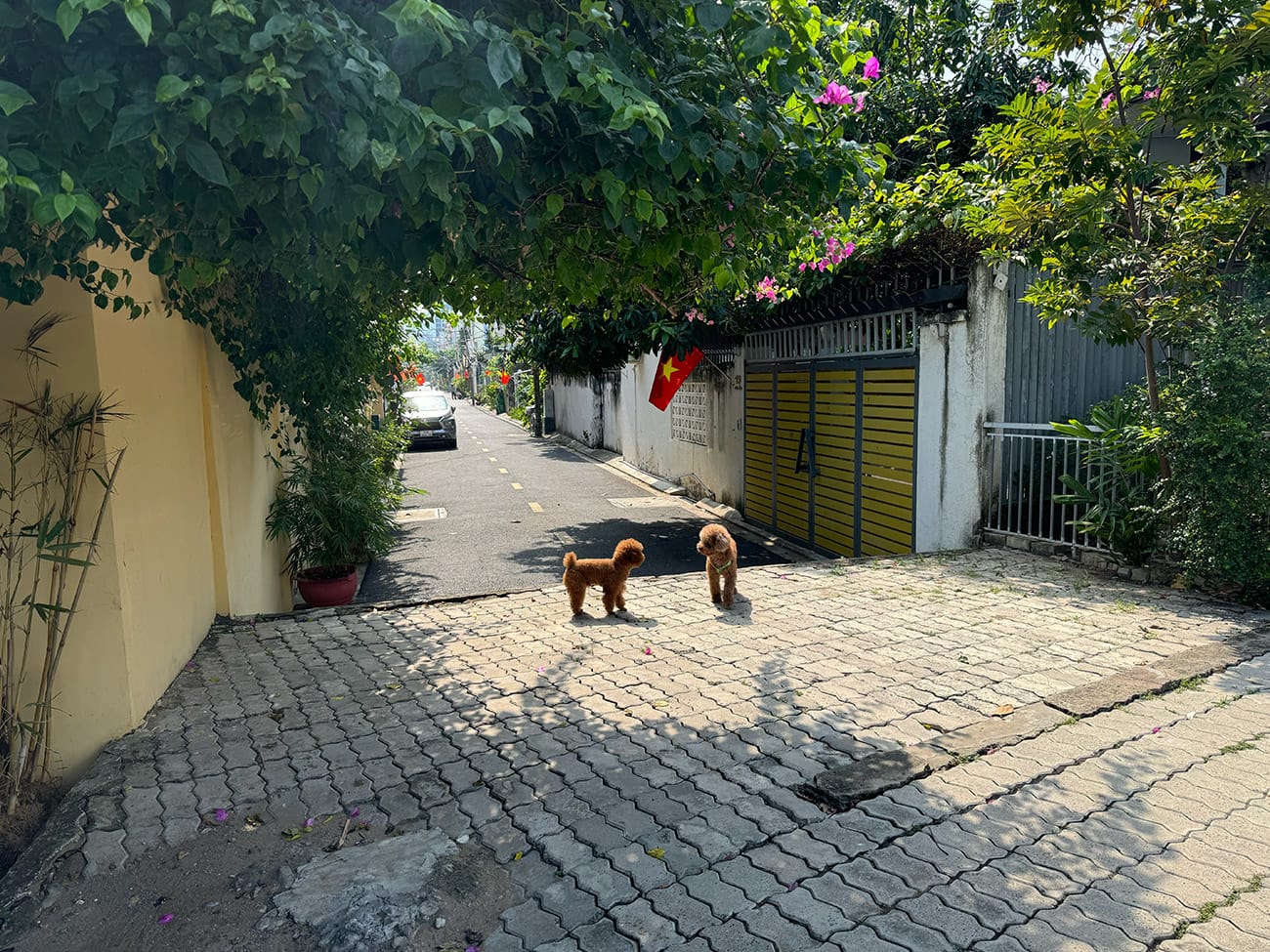 Chill trong những quán cà phê ẩn dật Thảo Điền