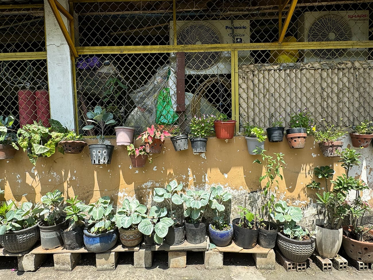 Trôi giữa hai bán đảo phù hoa