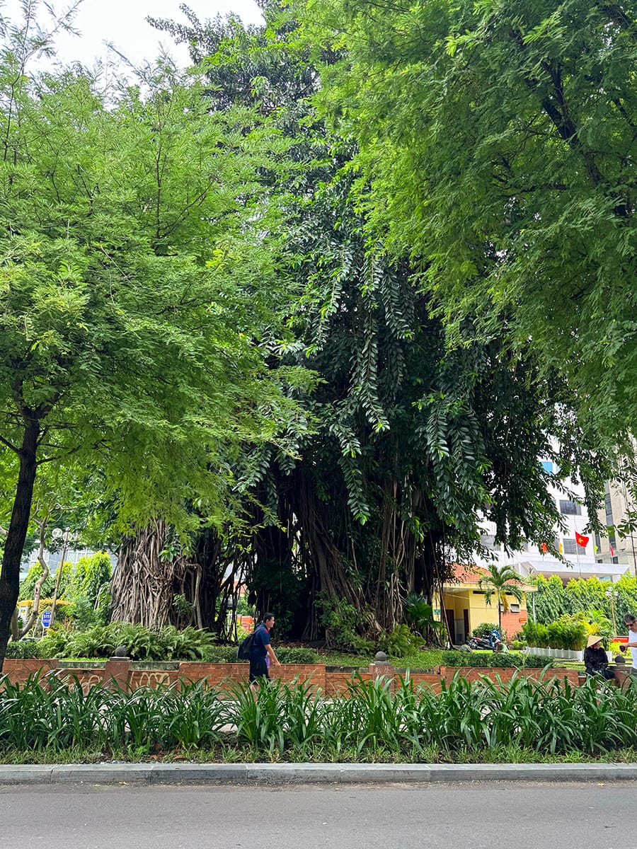 Công viên cổ trung tâm và ông cụ cây già nhất Sài Gòn